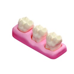 :: AMERICAN DENTAL SUPPLY, INC. -   GIANT PERIO MODEL FOR DEMONSTRATION - 4 TIMES NATURAL SIZE ::