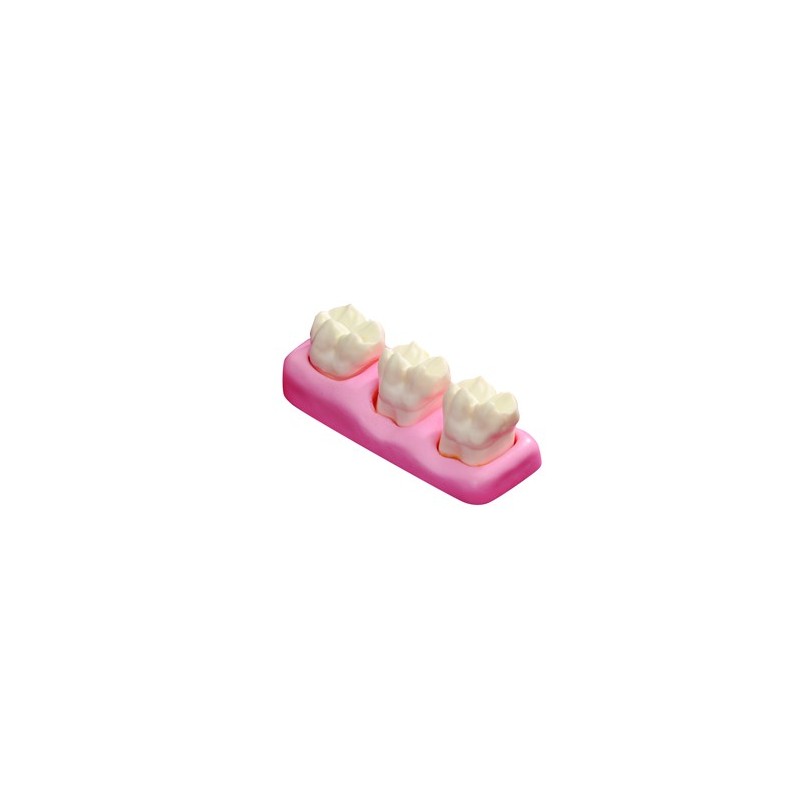 :: AMERICAN DENTAL SUPPLY, INC. -   GIANT PERIO MODEL FOR DEMONSTRATION - 4 TIMES NATURAL SIZE ::