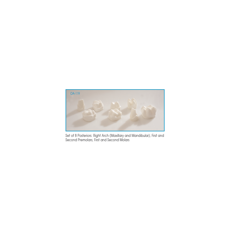 :: AMERICAN DENTAL SUPPLY, INC. - GIANT POSTERIOR DEMONSTRATOR MODEL, SET OF 8 POSTERIOR TEETH   ::