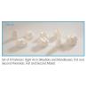 :: AMERICAN DENTAL SUPPLY, INC. - GIANT POSTERIOR DEMONSTRATOR MODEL, SET OF 8 POSTERIOR TEETH   ::