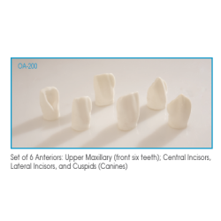:: AMERICAN DENTAL SUPPLY, INC. -  GIANT ANTERIOR TOOTH DEMONSTRATION MODEL, SET OF 6 TEETH  ::