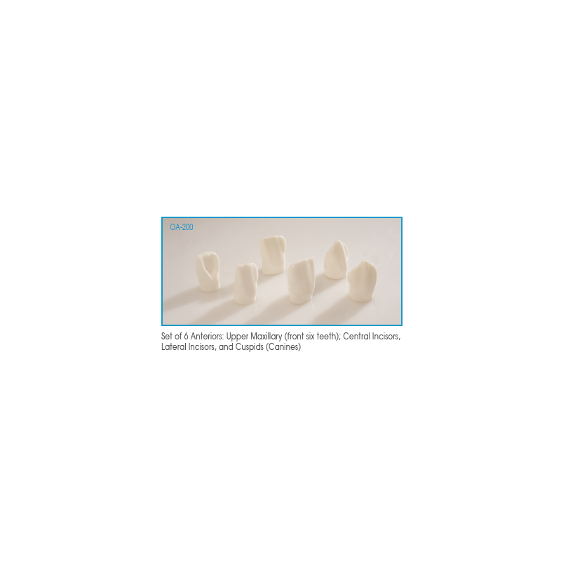 :: AMERICAN DENTAL SUPPLY, INC. -  GIANT ANTERIOR TOOTH DEMONSTRATION MODEL, SET OF 6 TEETH  ::
