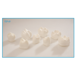 :: AMERICAN DENTAL SUPPLY, INC. -  GIANT PREP DEMONSTRATION MODEL,SET OF 8 PREPARATIONS  ::