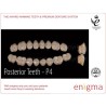 :: AMERICAN DENTAL SUPPLY, INC. - ENIGMA TOOTH CARD, POSTERIOR LOWER OR UPPER, 1X8 CARD ::