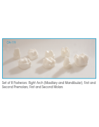 Tooth Models For Education