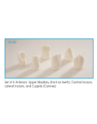 Tooth Models For Education
