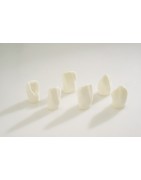 :: AMERICAN DENTAL SUPPLY, INC. - ANATOMICAL STUDY MODELS ::